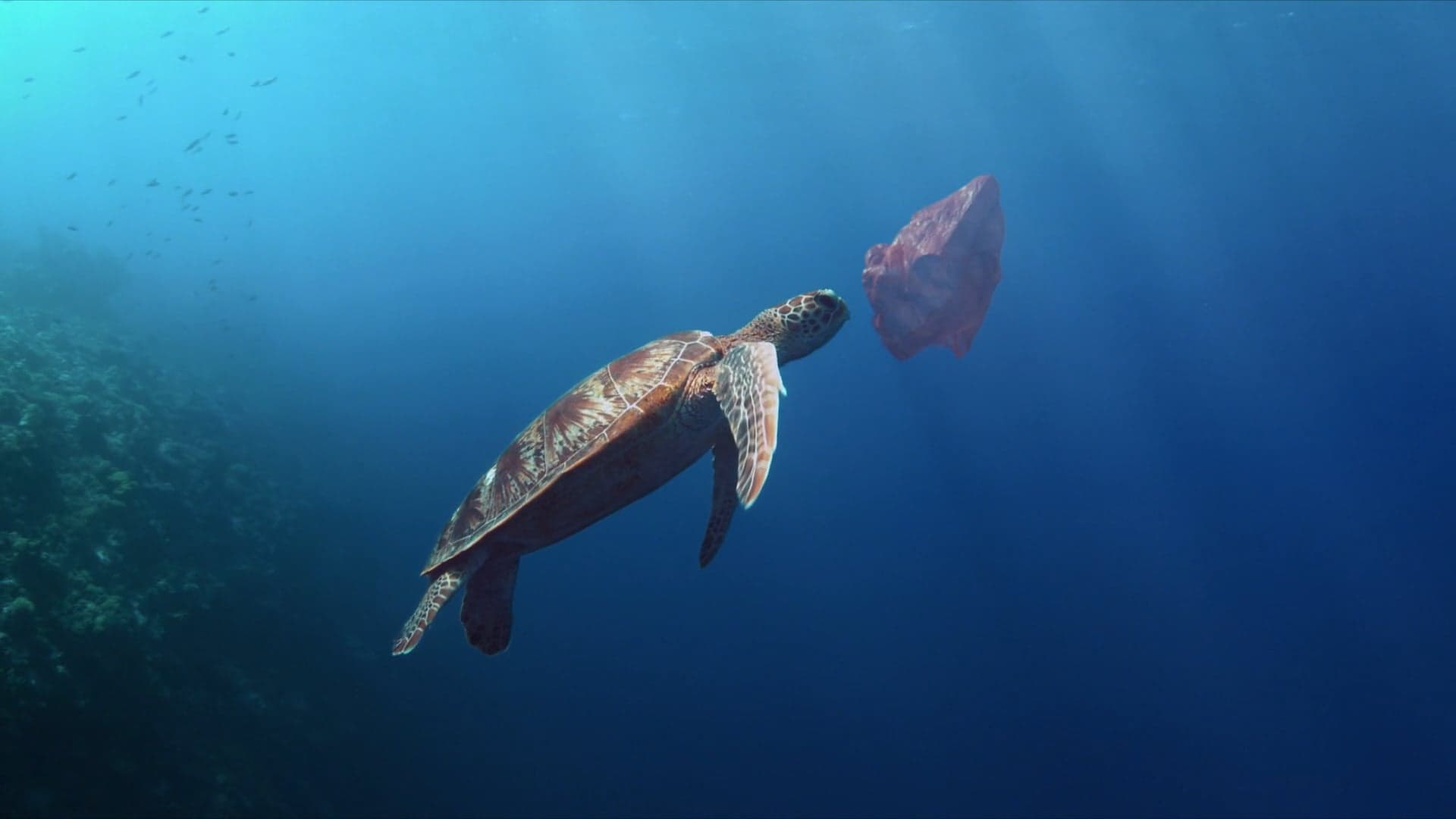 United Nations / Google / 23andMe — Life Below Water: The Arrival of a New Species